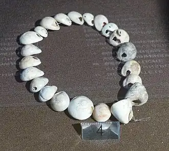 Gravettian Tritia neritea shell chain