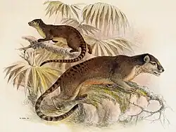 Drawing of brown viverrids