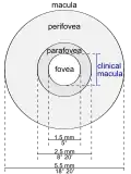 Schematic diagram of the macula lutea of the retina, showing perifovea, parafovea, fovea, and clinical macula