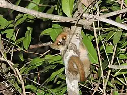 Brown lemur