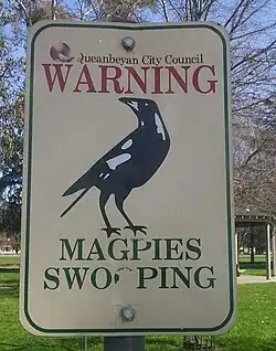 Magpie swooping sign at Queanbeyan, NSW