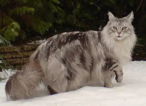 A black silver classic tabby