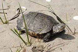 M.t.terrapin
