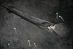 The stoplight loosejaw is also one of the few fishes that produce red bioluminescence. As most of their prey cannot perceive red light, this allows it to hunt with an essentially invisible beam of light.[29]