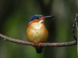 A small bird with a long beak, yellow chest, and dark wings and head sits perched on a branch.