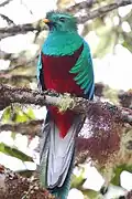 Male standing on a branch