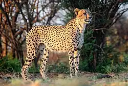 Male cheetah in South Africa
