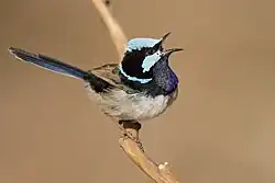 A small long-tailed vivid pale blue and black bird perched among some grasslike vegetation