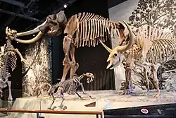 Mounted skeletons of various mammals