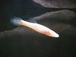 Amblyopsis spelaea (the northern cavefish) is a blind species of cave fish.