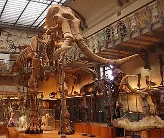 Skeleton of a Southern Mammoth (Mammuthus meridionalis)