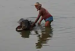 Man bathing water buffalo