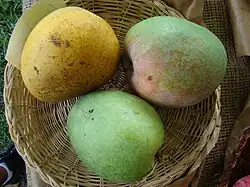 'Langra', a typical "Indian type" monoembryonic cultivar