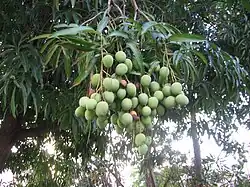 Unripe mangoes