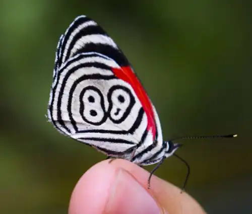 Wing pattern of Diaethria clymena with a distinctive “88” marking, often modelled using reaction–diffusion mechanisms[54] described by Alan Turing.[55]