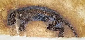 Fossilized rodent skeleton