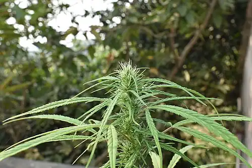 Mature cannabis flower buds