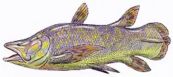 Mawsonia gigas (Mawsoniidae)