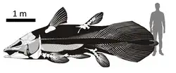Estimated size of the largest known individual of the Jurassic-Cretaceous freshwater coelacanth Mawsonia compared to a human