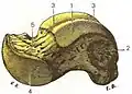 Talus of the right foot. Medial view. (After Testut's Anatomy.)