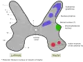 Rexed laminae groups the grey matter in the spinal cord according to its function.