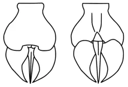 Reconstruction of the telson of Megalograptus ohioensis