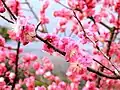 Plum blossoms