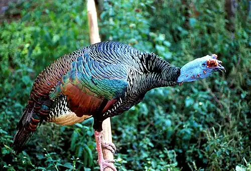 A male ocellated turkey (Meleagris ocellata) with a blue head