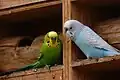 2 Male Budgerigars in Panoaya park, Mexico