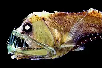 The Sloane's viperfish can make nightly migrations from bathypelagic depths to near surface waters.[53]