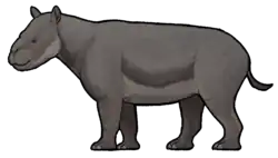 Metamynodon planifrons