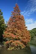 Metasequoia glyptostroboides survives in a small part of China, and is known from fossils from the Late Cretaceous onwards.