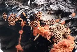 Metatrichia vesparium has small round sporangia that have spiral elaters to eject their lids and disperse their spores.[23]