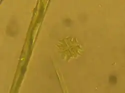 Micrasterias