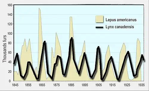 A line graph of the number of Canada lynx furs sold to the Hudson's Bay Company on the vertical axis against the numbers of snowshoe hare on the horizontal axis for the period 1845 to 1935