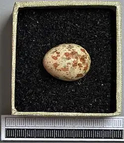 Egg, Collection Museum Wiesbaden