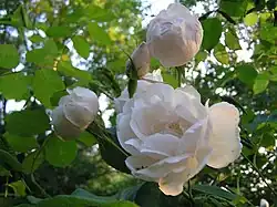 A group of loosely petaled white roses with a tint of pale pink, with the flowers at various stages from a closed bud to a fully open flower, green foliage behind.