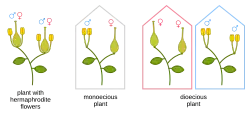Hermaphrodite flowers have both sexes, monoecious plants have sexes on different flowers, and dioecious plants have either just female or just male flowers.
