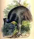 Dwarf cassowary