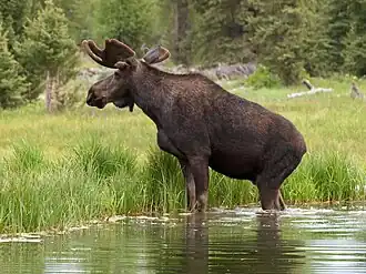 Bull moose browses a beaver pond