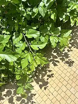 Mulberry leaves in Israel. Diversity in shape visible.