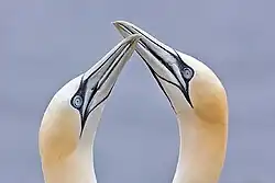 Northern gannets billing.