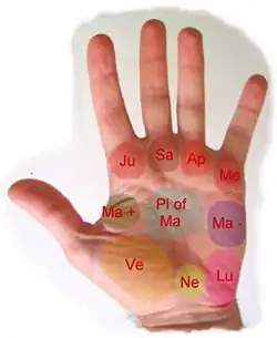 The mounts in palmistry: Jupiter, Saturn, Apollo, Mercury, Mars positive, Mars negative, plain of Mars, Luna mount, Neptune mount, Venus mount [17]