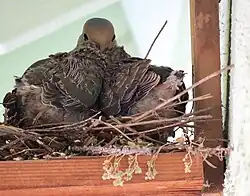 Photo of adult and juvenile morning doves in a birdhouse