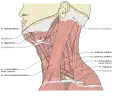 Musculi colli base
