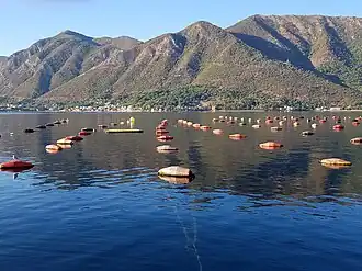 Longline mussel farm in Bay of Kotor, Montenegro