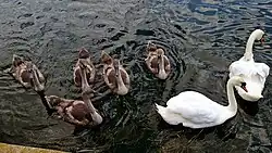 Mute swan family with five cygnets swimming