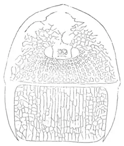 Drawing depicting the frontal parts of a fossil of ''Mycterops'', a relative of ''Megarachne''.