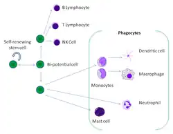 A cartoon showing the relationships between a stem cell and mature white blood cells. Eight different types of white blood cell can derive from the same stem cell.