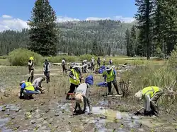 NPS staff and volunteers planting vegetation at Ackerson Meadow